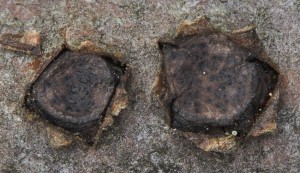 Klackomycet-A-02.jpg