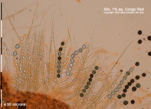 Klackomycet-A-Hymenium-CR.jpg