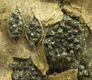 KlackomycetSnadNaTrnce02.jpg