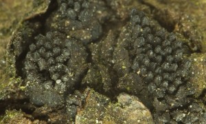 KlackomycetSnadNaTrnce03.jpg