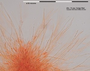 KlackomycetSnadNaTrnce04.jpg