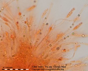 KlackomycetSnadNaTrnce05.jpg