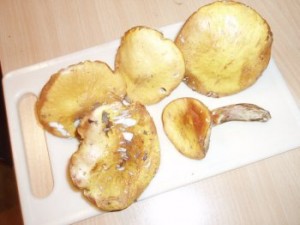 klouzek1.jpg