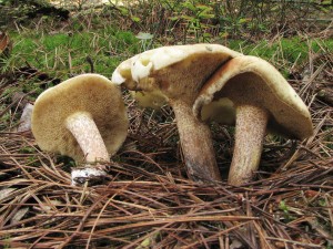 klouzek bl-Suillus placidus.jpg
