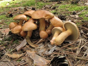 klouzek kravsk-Suillus bovinus 3.jpg