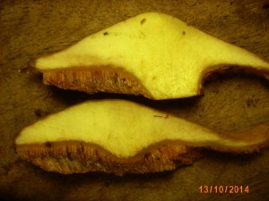 Klouzek slin - cut.jpg