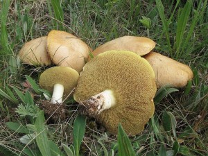 klouzek zrnit-Suillus granulatus1.jpg