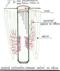 Kolíček-podhoubí vrůstá do dřeva.JPG