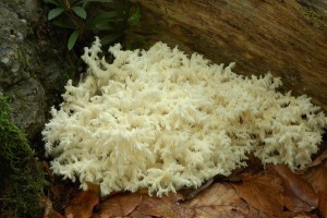 Korlovec bukov - Hericium clathroides1.jpg