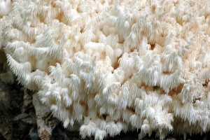 Korálovec bukový - Hericium clathroides1.jpg