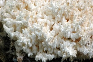 Korlovec bukov - Hericium clathroides1.jpg