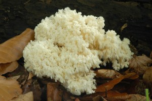 Korlovec bukov - Hericium clathroides2.jpg