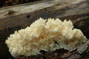Korlovec bukov - Hericium clathroides3.jpg