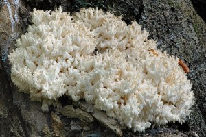 Korlovec bukov - Hericium clathroides.jpg