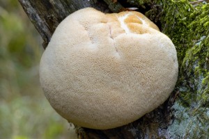 Korlovec jeat - Hericium erinaceus.jpg