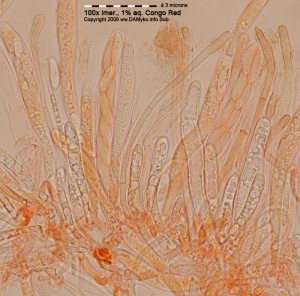 Kornice-CR-Hym.jpg