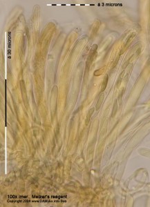 Kornice-MR-Hym.jpg