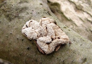 Kornice_otrubicnata.JPG