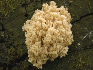 Korunokyjka svcnovit - Artomyces pyxidatus3.jpg
