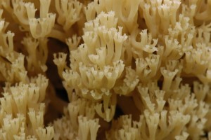 Korunokyjka svcnovit - Artomyces pyxidatus6.jpg