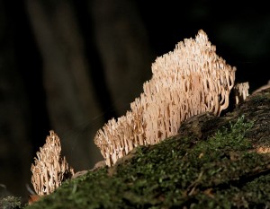 Korunokyjka svcnovit - Artomyces pyxidatus  (2).jpg