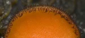 Kosmatka-03.jpg