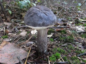 kozk barvomnn-Leccinum variicolor.jpg