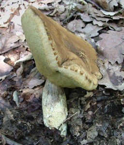Kozk dubov - Leccinum crocipodium (12).jpg