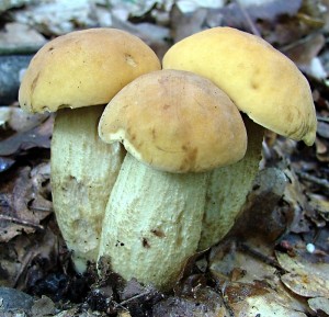 Kozák dubový - Leccinum crocipodium (16).jpg