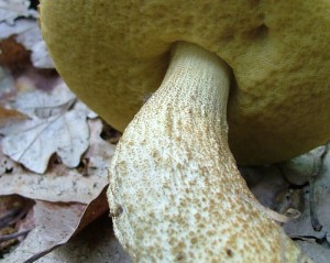 Kozk dubov - Leccinum crocipodium (6).jpg