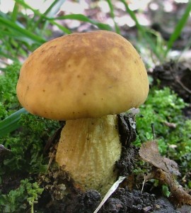 Kozk dubov - Leccinum crocipodium (9).jpg