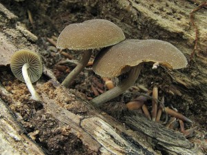 kratka hndoolivov-Simocybe centunculus.jpg