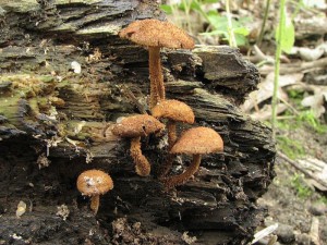 kratka ostnit-Flammulaster muricatus1.jpg