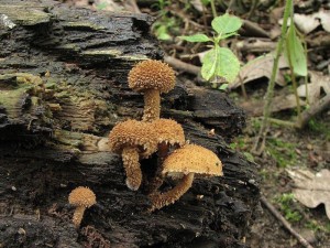 kratka ostnit-Flammulaster muricatus.jpg
