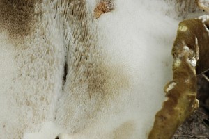 Krsnoprka hebenit - Albatrellus cristatus (1).jpg