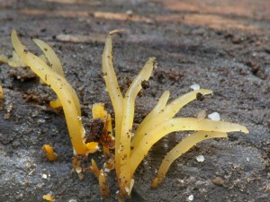 Krsnorek rohovit - Calocera cornea.jpg