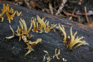 Krsnorek rohovit - Calocera cornea (1).jpg