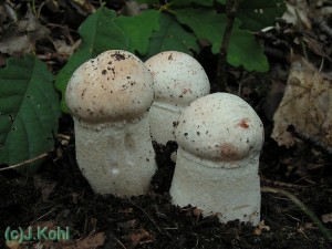 kremenac_naruzovely_105.jpg