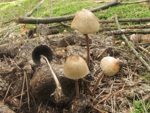 kropenatec motlovit-Panaeolus papilionaceus.jpg