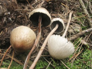 kropenatec motlovit-Panaeolus papilonaceus 1.jpg