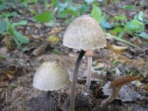 Kropenatec motlovit 1.jpg