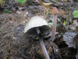 Kropenatec motlovit 4.jpg