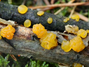 Kropilka rosolovit  - Dacrymyces stillatus-1.jpg