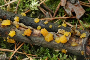 Kropilka rosolovit  - Dacrymyces stillatus (1)-1.jpg