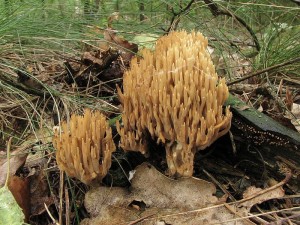 kutka Invalova-Ramaria eumorpha2.JPG