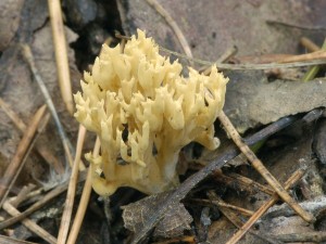 Kutka Invalova - Ramaria eumorpha.jpg