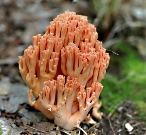 Kutka lososov - Ramaria subbotrytis (3).jpg