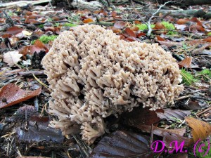 kutka ostnkat-Ramaria spinulosa 1.jpg