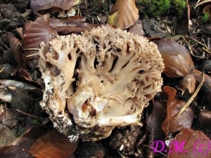 kutka ostnkat-Ramaria spinulosa.jpg