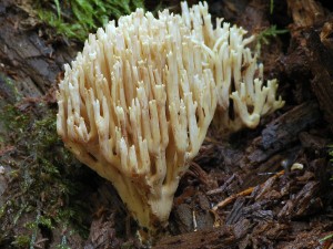 Kutka pm - Ramaria stricta1.jpg